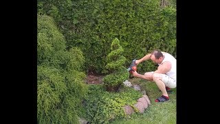 Cięcie artystyczne świerka na bonsai stihl husqvarna shaping shrubs Gestaltung Sträucher niwaki [upl. by Lucian]