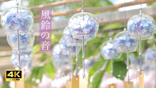 【環境音ASMR 4K 3h】風鈴の音 relaxing sound of wind chimes [upl. by Iznik]