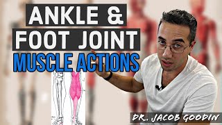 Ankle amp Foot Anatomy Muscle Actions [upl. by Noet131]