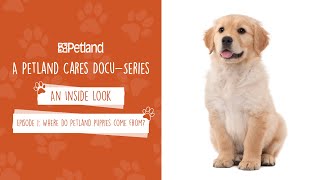 Petland  An Inside Look  Mini Docuseries Episode 1 Where do Petland puppies come from 2019 [upl. by Tricia]