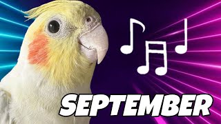 COCKATIELS SINGING September by Earth Wind amp Fire best training for your bird [upl. by Eycal635]