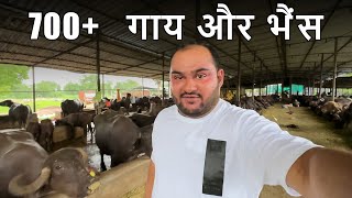 Ye Kaha Aa Kar Kho Gaya Mein 😬 700 Plus Cows And Buffalos 😱 [upl. by Ahsitneuq]