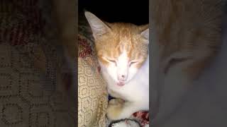 Little funny cat catslover foryou [upl. by Corabelle724]