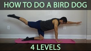 How to do a Bird Dog Core Exercise  Level 1 2 3 and 4 [upl. by Ytima]