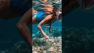 Top 5 Must Visit Spots in Tahiti travel travelguide tahiti beach explore youtubeshorts [upl. by Trahurn]