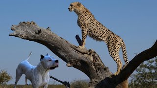 Dogo Argentino Vs Leopard Video  Leopard vs Dogo Argentino In a Real Fight [upl. by Shandra47]