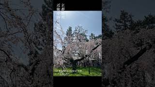 しだれ桜 京都 桜開花情報【桜開花】【京都桜開花】【京都御苑】【近衛邸跡の糸桜】桜 開花 京都桜 しだれ桜 京都御苑 2024年3月30日 京都御苑 近衛邸跡の糸桜 [upl. by Francine]