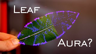 Infamous Phantom Leaf Experiment EXPOSED [upl. by Petes]