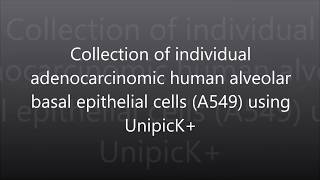 A549 epithelial cells collected and dispensed with UnipicK [upl. by Wynn]