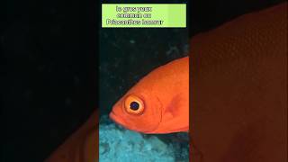 Le gros yeux commun poisson short educatif nature [upl. by Hite]