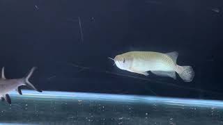 Golden Arowana growth in 3 week [upl. by Nanah550]