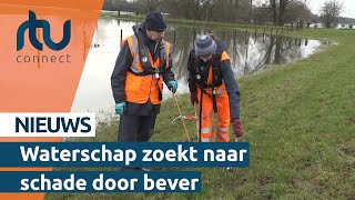 Waterschap op zoek naar beverschade in dijken  RTV Connect [upl. by Genevra]