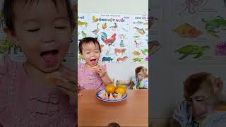 baby Bear takes care of and shares oranges with monkey Titi shortsvideo cute monkey [upl. by Harwell881]