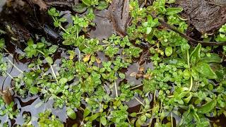 Mesmerizing Beauty of Common Water Starwort A Visual Treat [upl. by Adnol582]