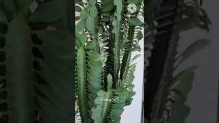 Euphorbia Trigona [upl. by Ahseer159]