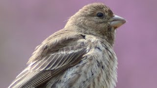 House finch call  chirp  sounds  Female [upl. by Spindell266]