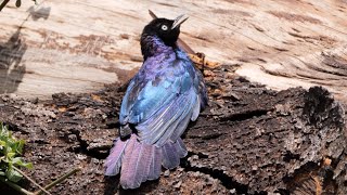 Rüppells Starling in Kenya [upl. by Ainel227]