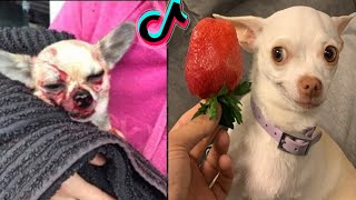 Special nikki chihuahua dog compilation।mreviatar 2। Fanny chihuahua TV [upl. by Jarrell]