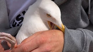 Herring Gull Rescue  Fishing line removed from leg  Cornwall [upl. by Christoffer]