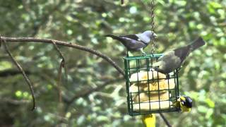 gray Palm Tanager [upl. by Dorette]