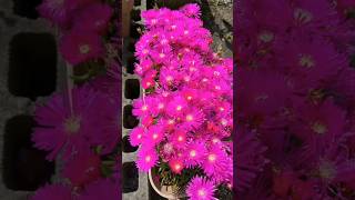 Trailing Ice Plant flowers status gardening [upl. by Bobette]