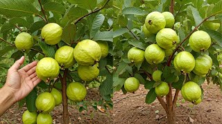 LIVE🔴 🌿How to Growing Guava Trees from Cuttings [upl. by Yvi]