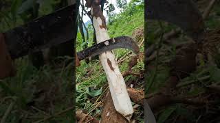 Super smooth cassava root daily satisfying trending nature shortvideo survival farming bambo [upl. by Avalsorim]