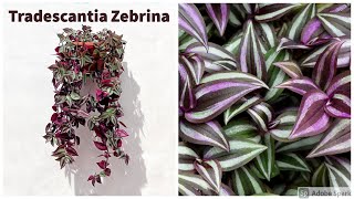 Tradescantia Zebrina Care Guide [upl. by Gabriel524]