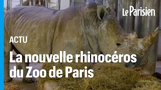 D’Ora la première femelle rhinocéros blanc au zoo de Vincennes [upl. by Jennifer]