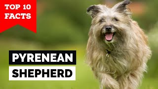 Pyrenean Shepherd  Top 10 Facts [upl. by Khichabia844]