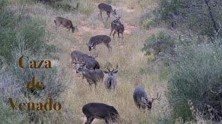 Caza de Venado Colablanca en Coahuila México para Grandes Trofeos [upl. by Samp302]