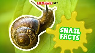 Snail Facts You Probably Didnt Expect [upl. by Dorella]