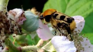 PinselkäferTrichius fasciatus 虎皮斑金龜子  Bee Beetle [upl. by Annola]