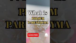 What is Phloem Parenchyma shorts facts biology [upl. by Calysta]