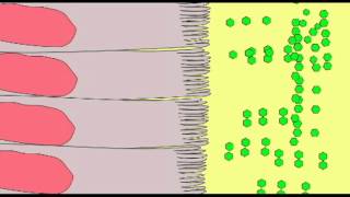 EPITHELIA MICROVILLI [upl. by Amik]