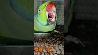 Parrot Plays Peekaboo shortvideo peekaboo shortsfeed mittu MittuBetao9w [upl. by Esil]