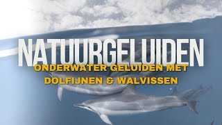 Natuurgeluiden  Onderwater geluiden met dolfijnen en walvissen [upl. by Dnesnwot31]