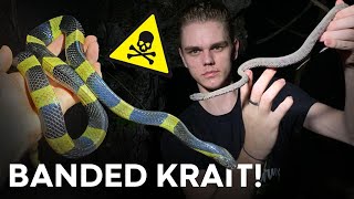 CATCHING DEADLY BANDED KRAITS PIT VIPERS amp MORE [upl. by Notna]