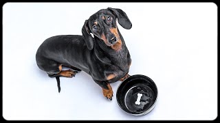 Dont trust cute dachshund eyes Cute amp funny dachshund dog video [upl. by Emixam842]