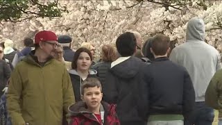 2022 National Cherry Blossom Festival Preview [upl. by Ymar]