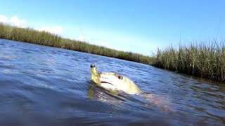 Mississippi Marsh Fishing [upl. by Morgun385]