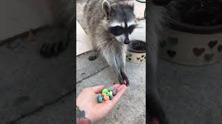 racoon eating fruitloops😍animals wildanimals racoons [upl. by Snave]