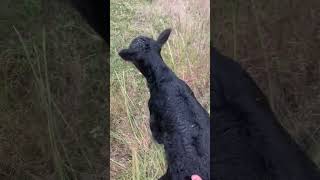 Adorable Newborn Calf Takes Its First Wobbly Steps  Midwest Homesteading homesteading cow farm [upl. by Farmer678]