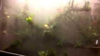 Orchidarium tour part 3  Cloud forest [upl. by Nottarts]