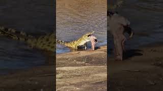 SHOCKING Moment a Crocodile Swallows a Stillborn Buffalo Whole [upl. by Ahslek]