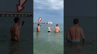 Dolphin Appears Among Sea Bathers shortsvideo [upl. by Petrick]