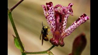 Hairy Toad Lily Tricyrtis hirta [upl. by Felice]