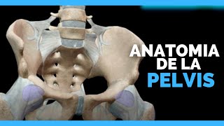 ✅Huesos de la PELVIS y SUS PARTES  Anatomia en Enfermeria [upl. by Arama]