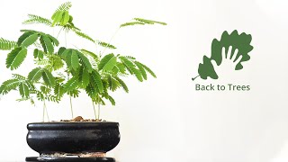 Albizia julibrissin Persian silk tree 365 days timelapse  from seed to bonsai forest [upl. by Irb944]