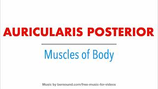 5 Auricularis Posterior  Human Muscles  Anatomy medicine neet [upl. by Atilemrac]